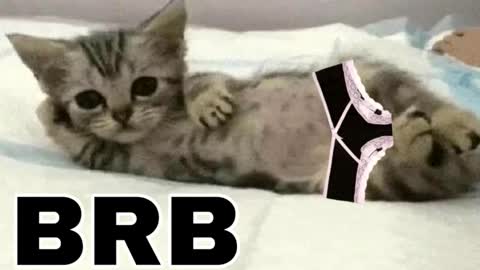 miko3 online show from 12.14.25