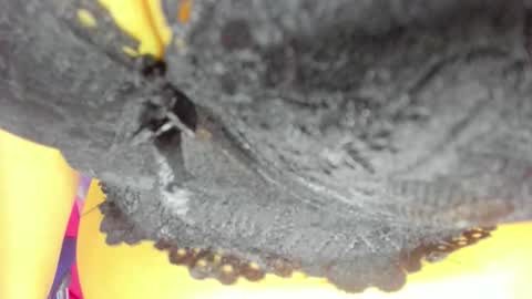 Snapshot of _pamela_ebony chatting on 10.23.25 pamela online show from 10.23.25