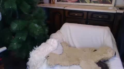 Luly online show from 12.15.24