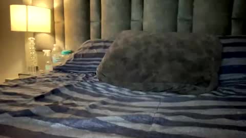 alexander grey online show from 03.12.25