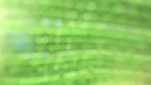 Alicia online show from 10.23.25