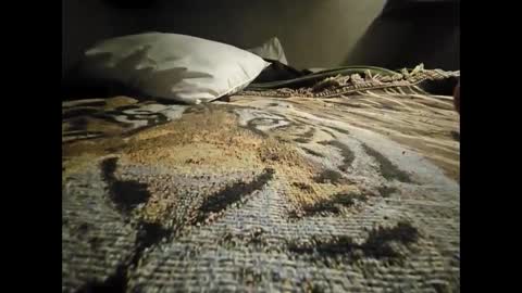 Snapshot of allnikkiallday1 chatting on 01.18.25 Allnikkiallday1 online show from 01.18.25