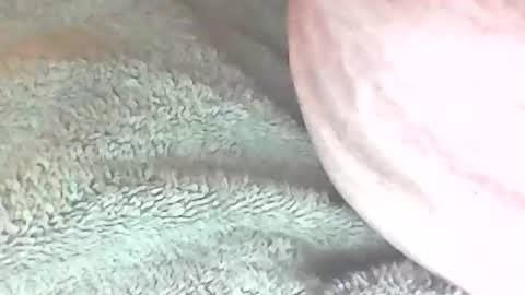 Snapshot of analhunter33 chatting on 02.06.25 analhunter33 online show from 02.06.25