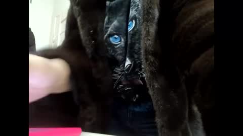 Your dreams best breasts online show from 01.21.25