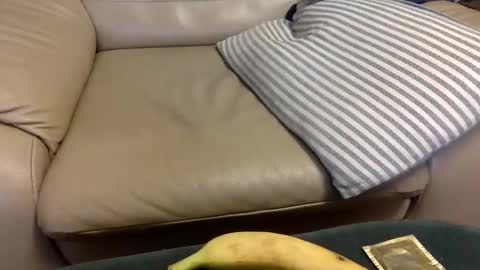 animal_michael online show from 12.21.24