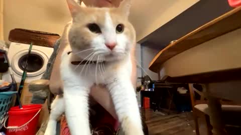 bluebloodednorsewitch online show from 03.28.26