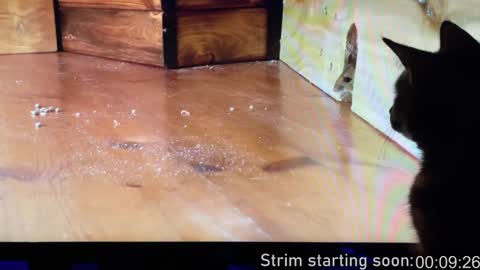 Booker Baxton online show from 12.14.24