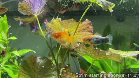 Booker Baxton online show from 01.02.25