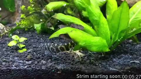 Booker Baxton online show from 01.18.25