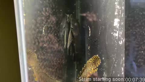 Booker Baxton online show from 02.12.25