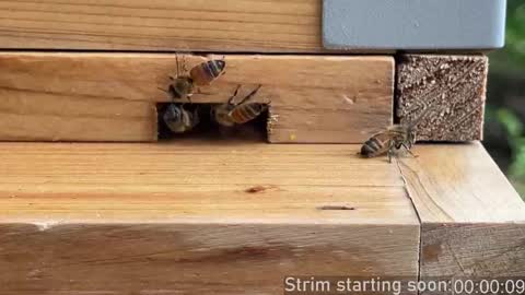 Booker Baxton online show from 09.26.25