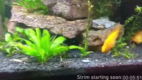 Booker Baxton online show from 01.16.26