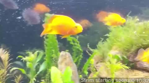 Booker Baxton online show from 02.27.26