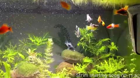 Booker Baxton online show from 04.12.26