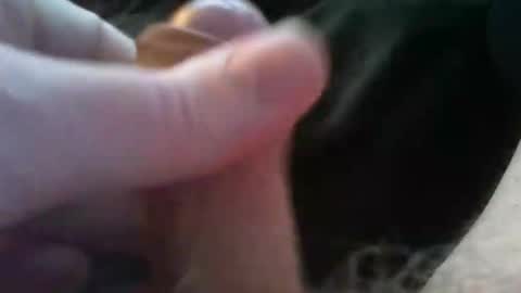 Snapshot of bullemoe chatting on 10.04.25 bullemoe online show from 10.04.25