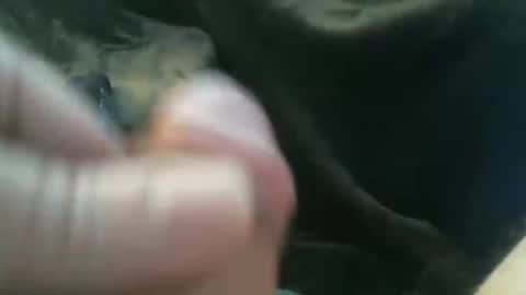 Snapshot of bullemoe chatting on 10.27.25 bullemoe online show from 10.27.25