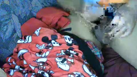 Snapshot of cancer7777 chatting on 03.04.25 7777 online show from 03.04.25