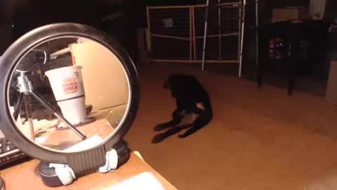 cat online show from 09.11.25