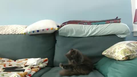 Snapshot of chelseasentra1 chatting on 01.28.25 Chelsea online show from 01.28.25