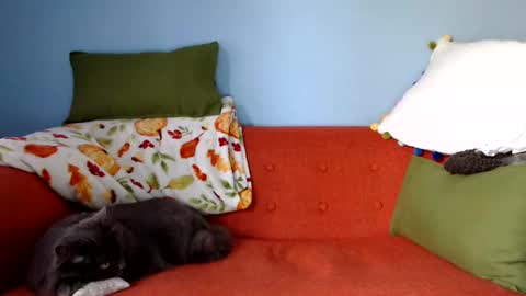 Snapshot of chelseasentra1 chatting on 09.23.25 Chelsea online show from 09.23.25