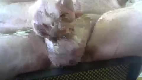 coffee90028 online show from 02.03.26