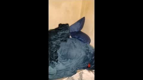 Lucifina ganja kittens online show from 01.11.26