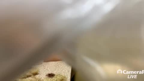 Tommy online show from 11.14.25