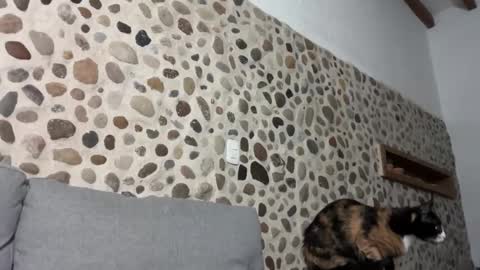 Snapshot of david_muller_ chatting on 10.01.25 David online show from 10.01.25