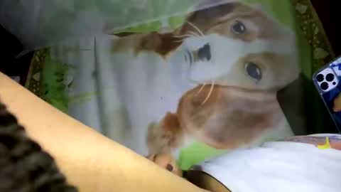 davzsoher online show from 01.10.25