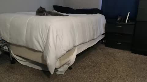 dwhitey4u online show from 11.02.25