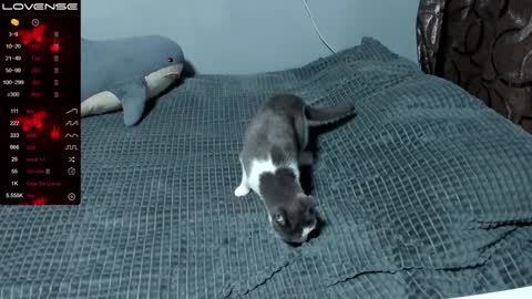 Snapshot of eva_zero chatting on 01.09.25 Eva online show from 01.09.25