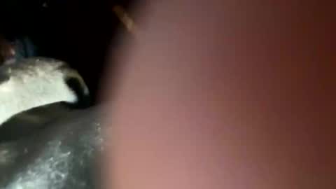 fieldmousebby online show from 11.12.25