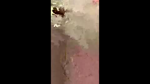 freelingling online show from 12.02.25