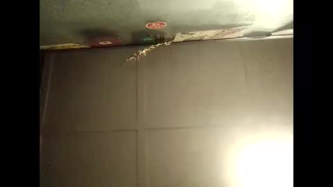 Warwick online show from 10.11.25