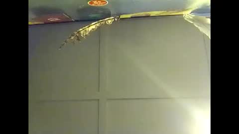 Warwick online show from 10.18.25