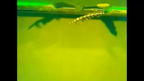 Warwick online show from 10.22.25