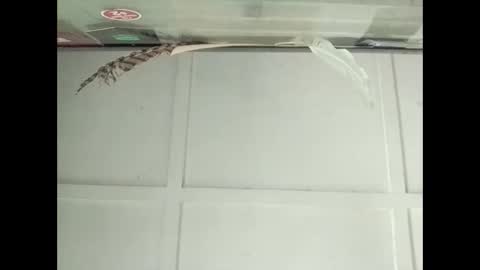 Warwick online show from 10.27.25