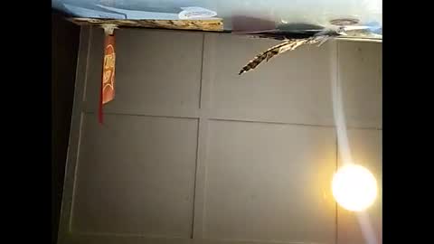 Warwick online show from 11.23.25