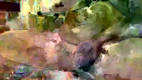 Snapshot of gergokertesz chatting on 01.16.25 gergokertesz online show from 01.16.25