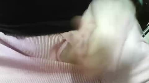 Snapshot of germandaddydick1 chatting on 10.25.25 germandaddydick1 online show from 10.25.25