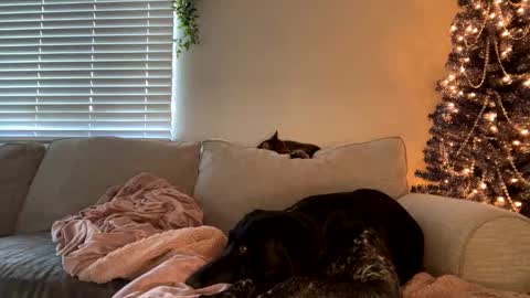 GoddessMayvn online show from 12.12.24