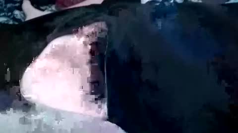 guevaraalexis036 online show from 10.04.25