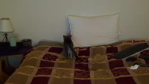 Snapshot of hammerthatthang73 chatting on 10.14.25 hammerthatthang73 online show from 10.14.25