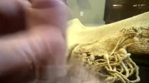 happygerman68 online show from 11.11.25