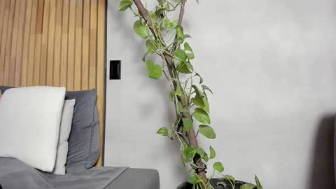 Snapshot of honeyhot69__ chatting on 12.14.24 Sofia independent model online show from 12.14.24