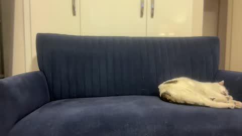 hoplonger online show from 03.06.26