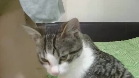 Serena online show from 11.08.25