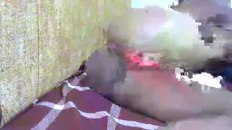 chooo pie online show from 02.16.25