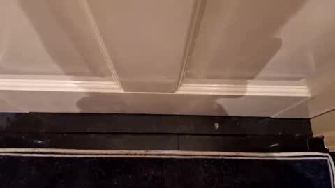 Hot Dutchie online show from 04.07.26