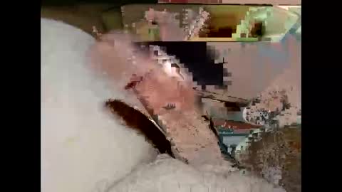 hung_mac0 online show from 03.19.26